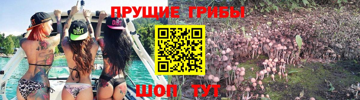 Галлюциногенные грибы Cubensis  Псилоцибиновые грибы Magic Shrooms  Вход с VPN  Карачаевск 